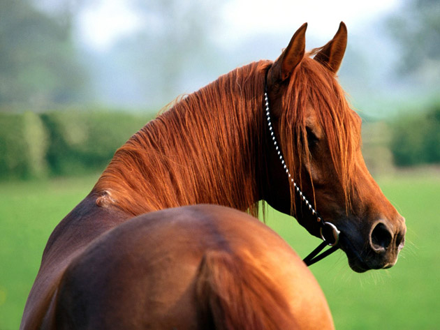 32-Beautiful-Horse-Photography-5.jpg
