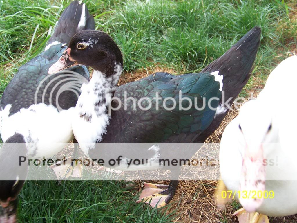 scovieduck.jpg