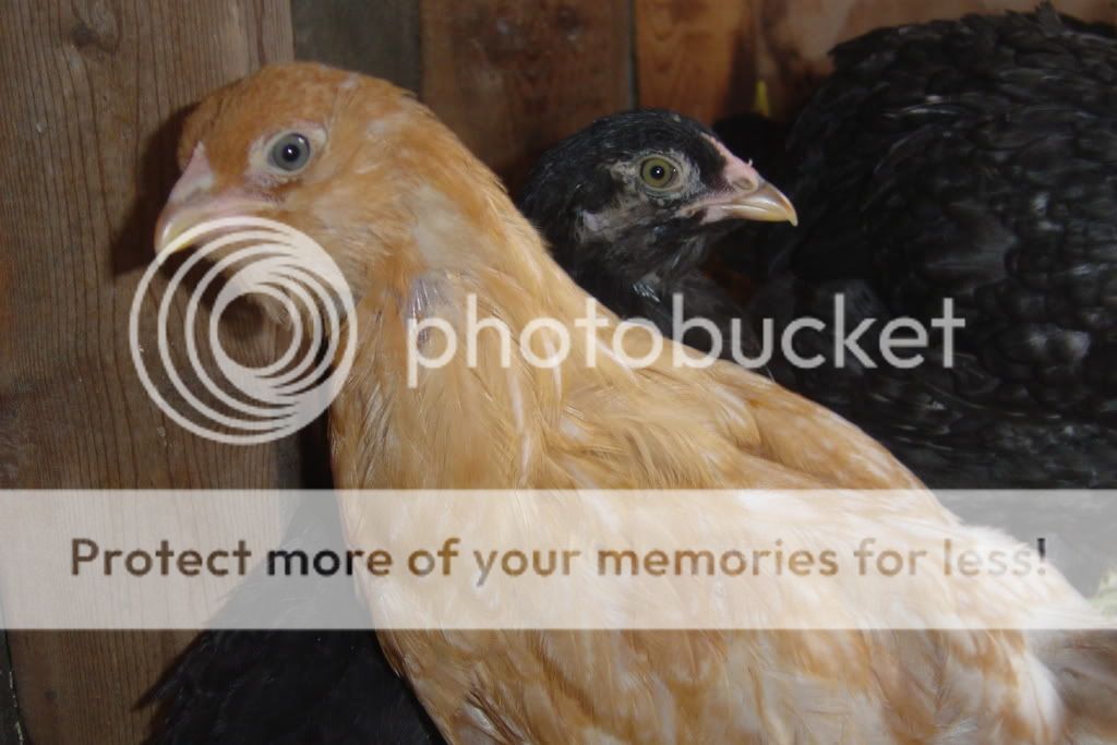chicken080.jpg