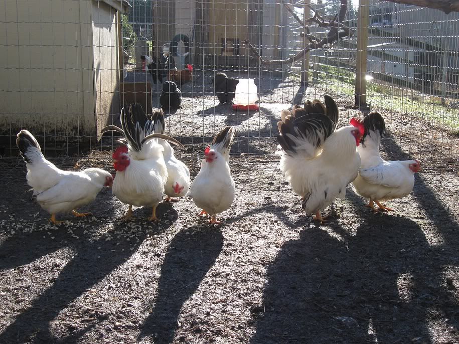 dec09chickens185.jpg