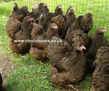 ChocWyHsFlock.JPEG