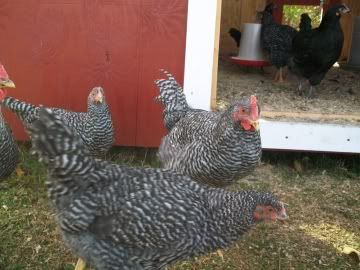 BRRoosterwBRHens.jpg