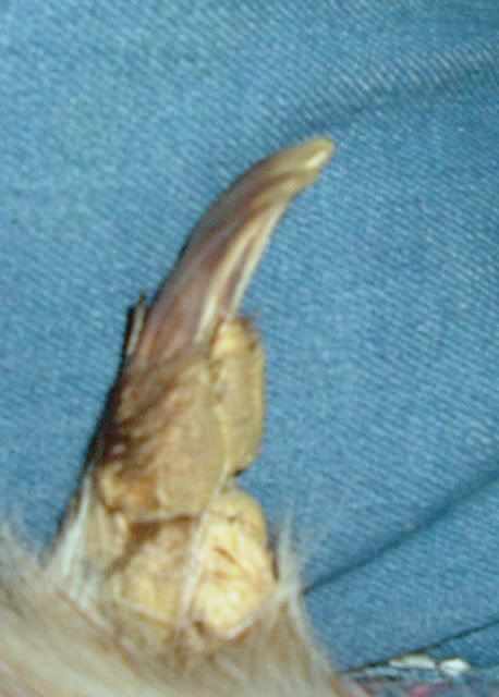 BadgerClaws.jpg