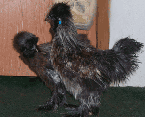 900x900px-LL-e87fbbef_24037_100_2859-1.gif