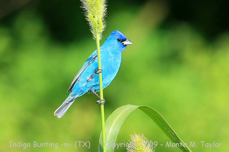 bunting_indigo_male_spring_texas_1a.jpg