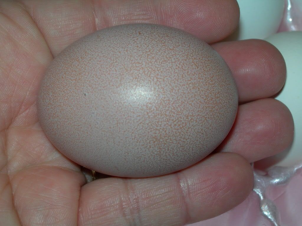 firsteggs011.jpg