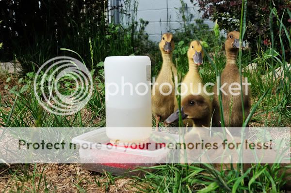 0906ducksoutdoors12011.jpg