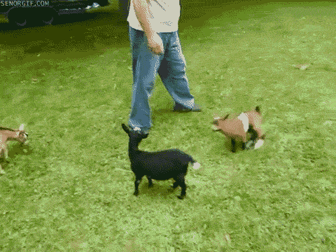 fe7d4af22291787b7697b850625f4991.gif