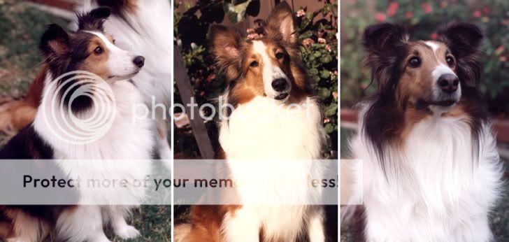 Shelties.jpg