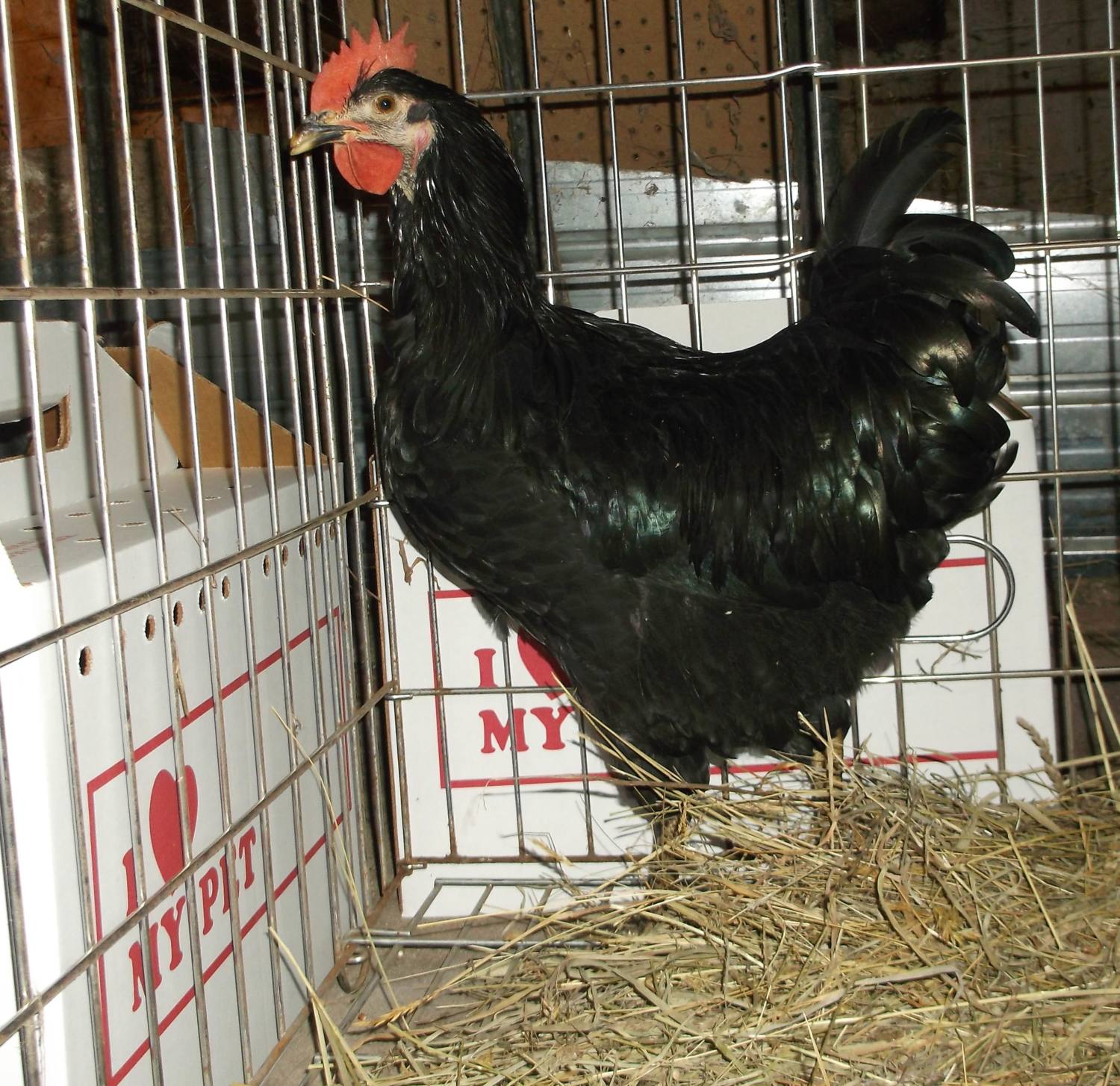200x200px-ZC-973d7996_2013-09-07Roosters023.jpeg