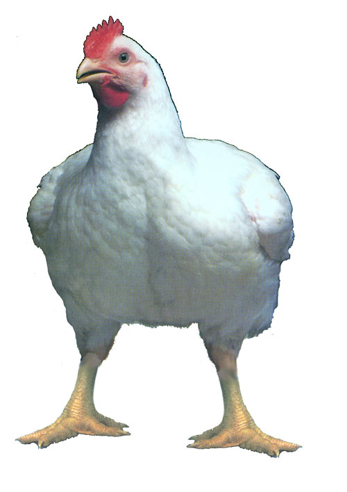 jumbo_cornish_x_rocks_thumb_large_popup.jpg