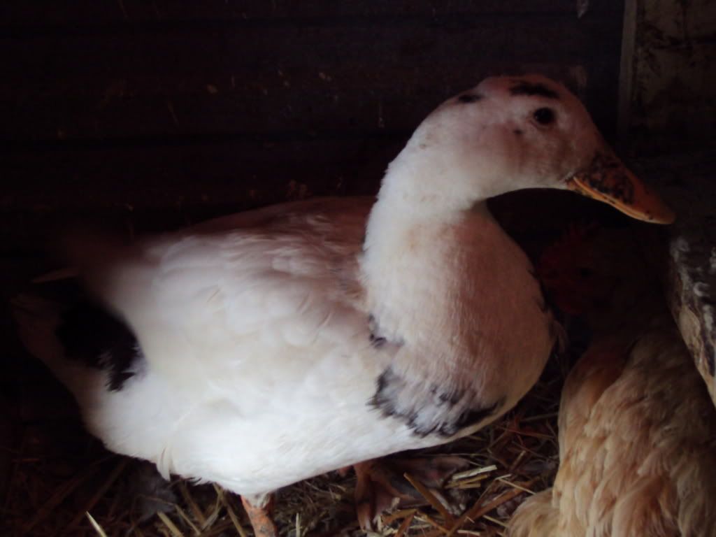 ChickPicks072.jpg