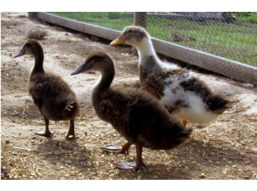 Ducks.png