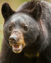 chicken-predators-bear1.jpg