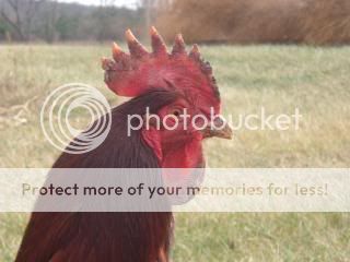 Chickiepics12-08015.jpg