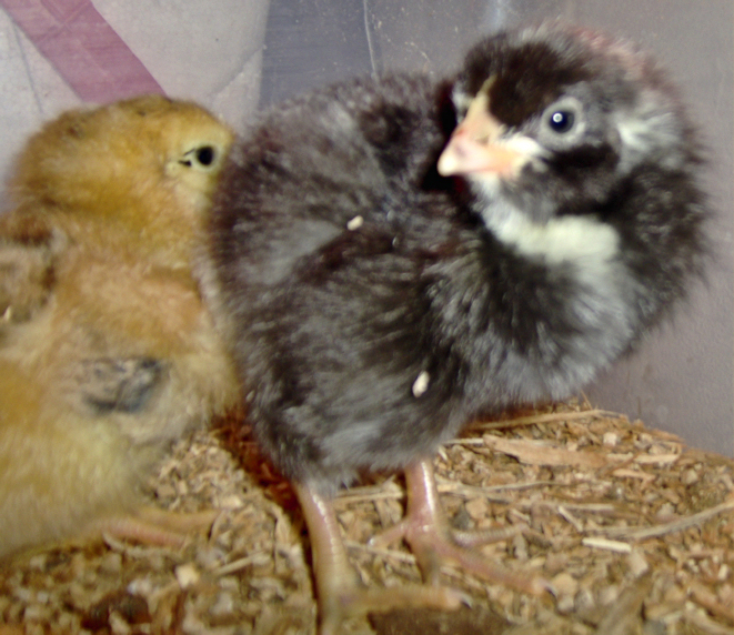 newchicks3.jpg