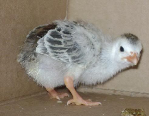 guinearp.jpg