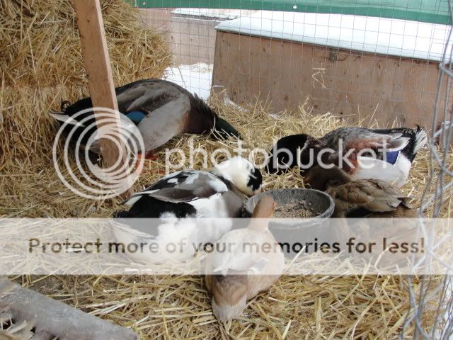 DSC07084.jpg