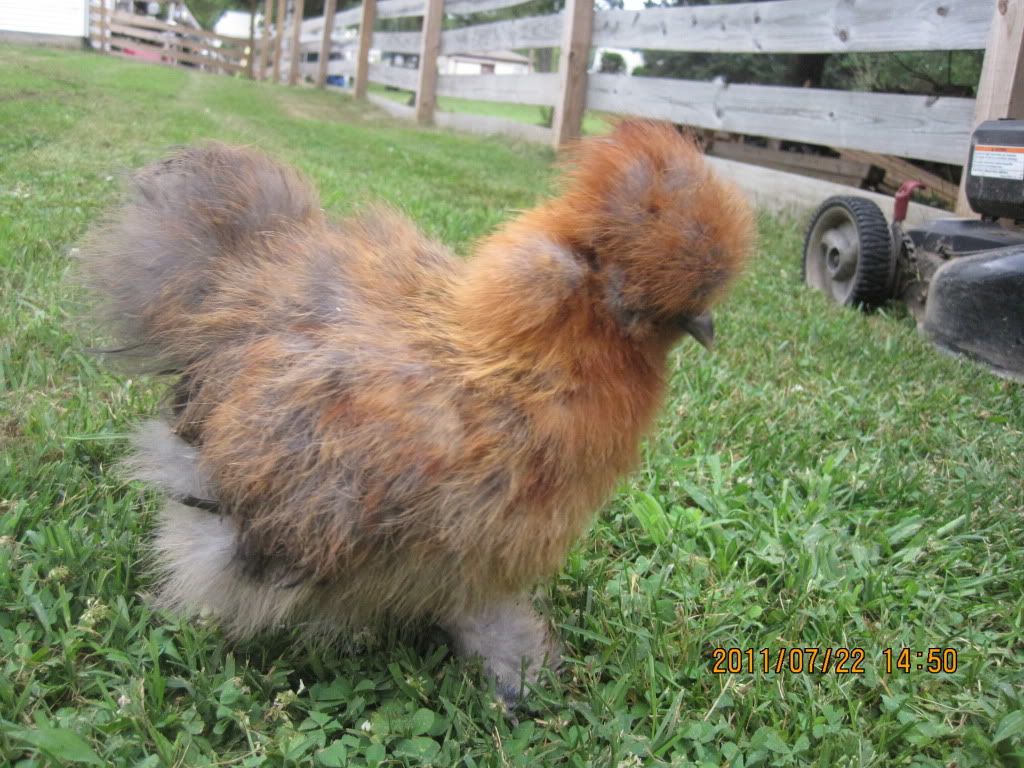 newchickens029.jpg