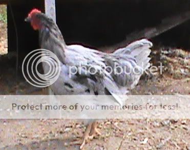 DSC00011.jpg