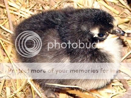 chick2.jpg