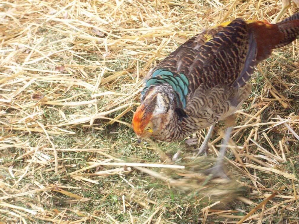Chickens030.jpg