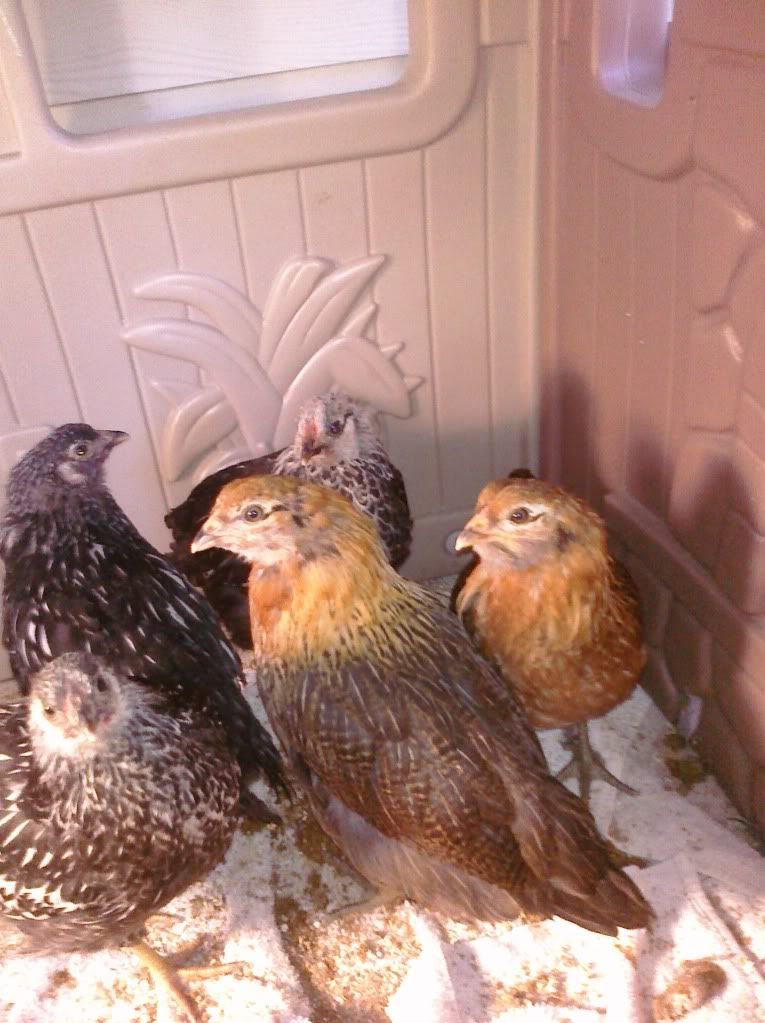 chickens025.jpg