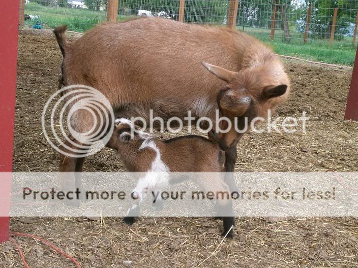 Babygoats020.jpg