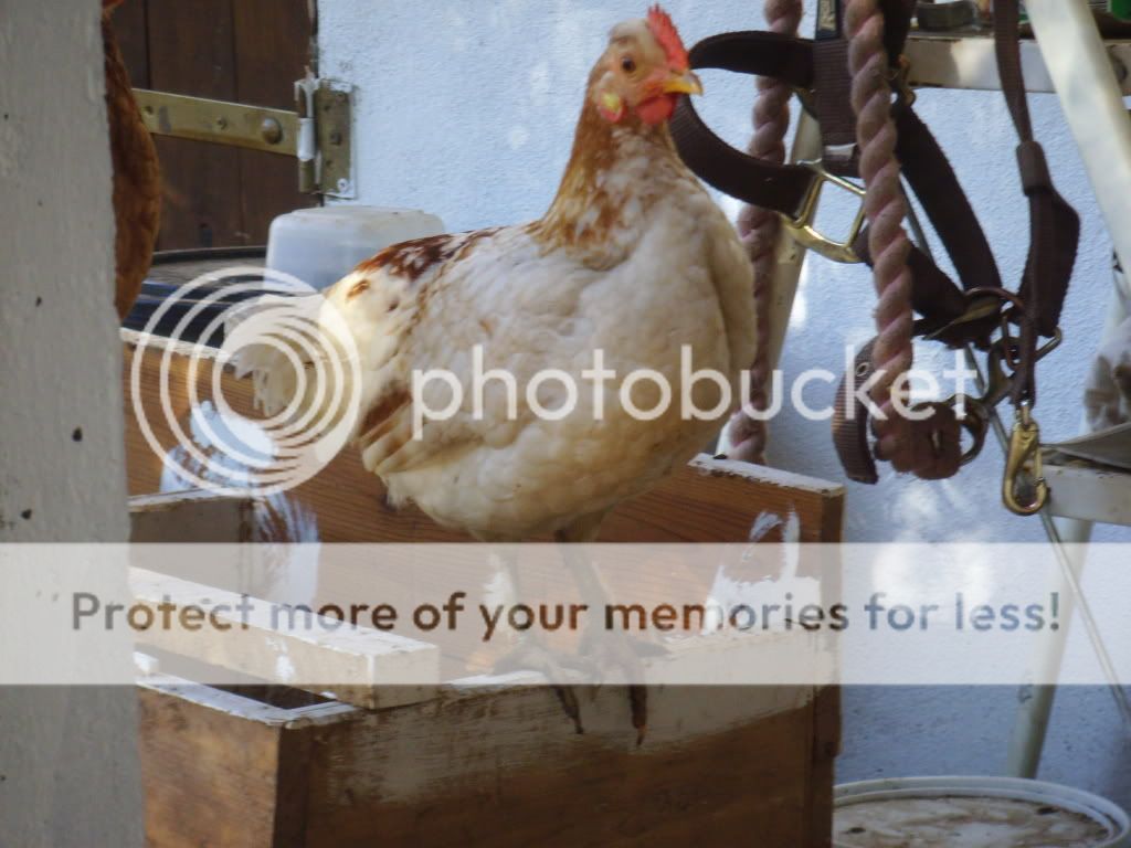 chicks033.jpg