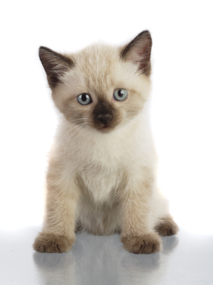 CuteKitten05.jpg