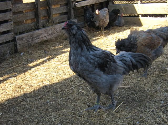chickenpics2011584.jpg