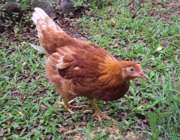 chook3a.jpg