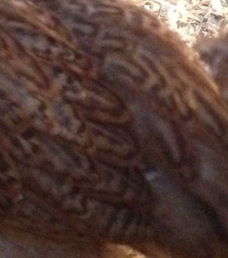 rhodebar_closeup.jpg