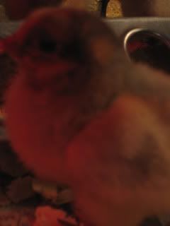 Chicks039.jpg