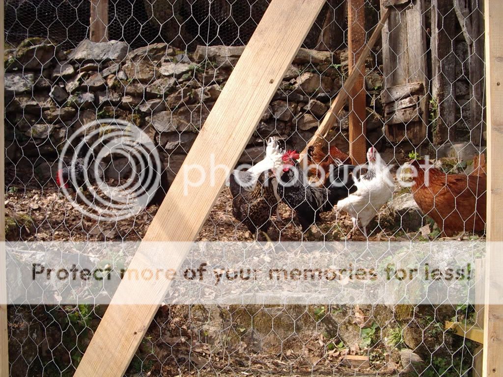 IMGP2274.jpg