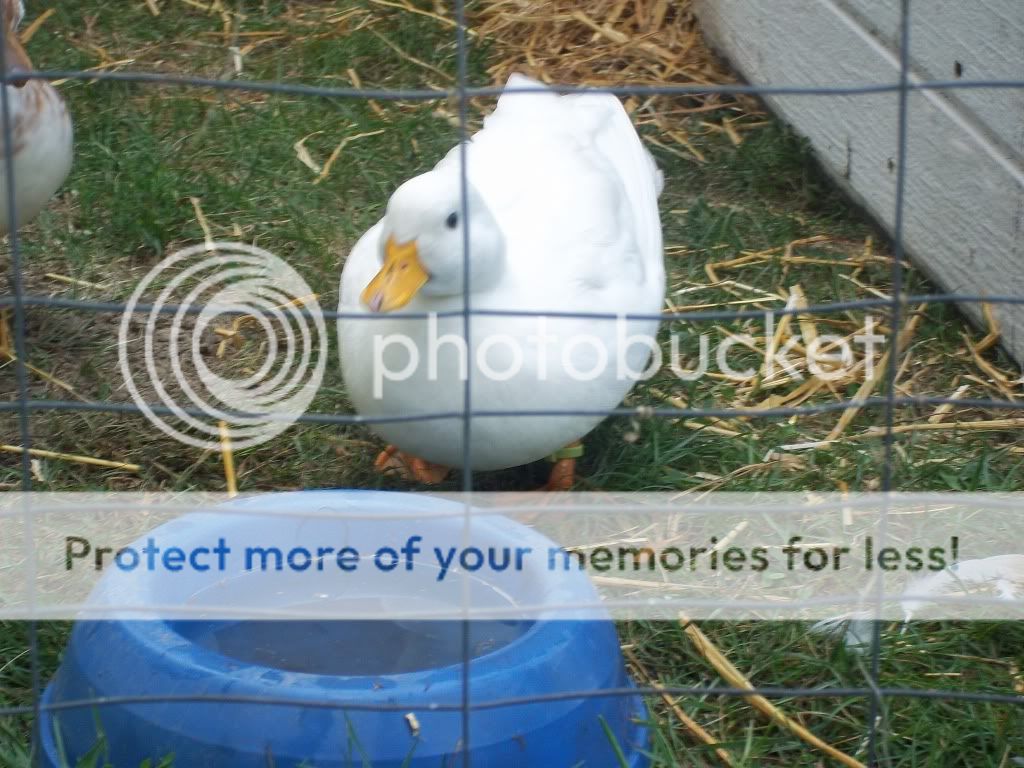 CallDucks020.jpg