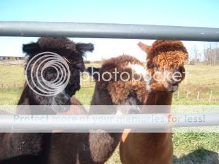 MYALPACAS11-09027.jpg