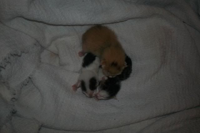Mamacatbirthing045.jpg
