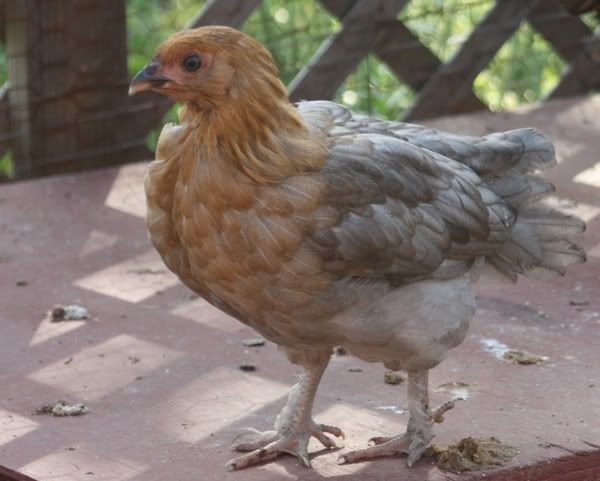 Dove1.jpg