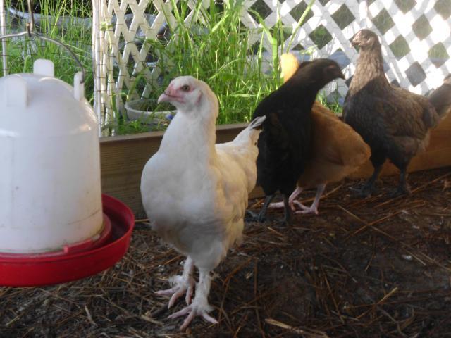 200x200px-ZC-bd5631fe_99767_chickens_new_003.jpeg