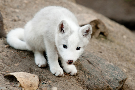 arcticfox1.jpg