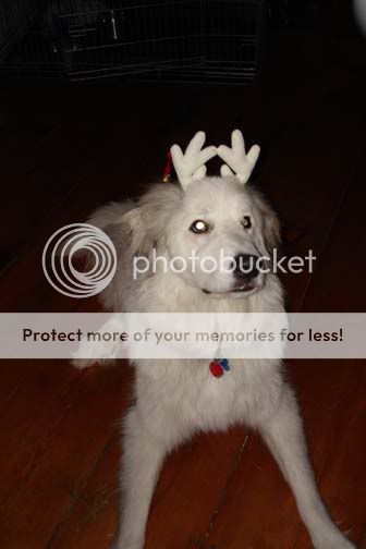 Charliereindeer.jpg