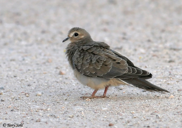 mourning_dove_7.jpg