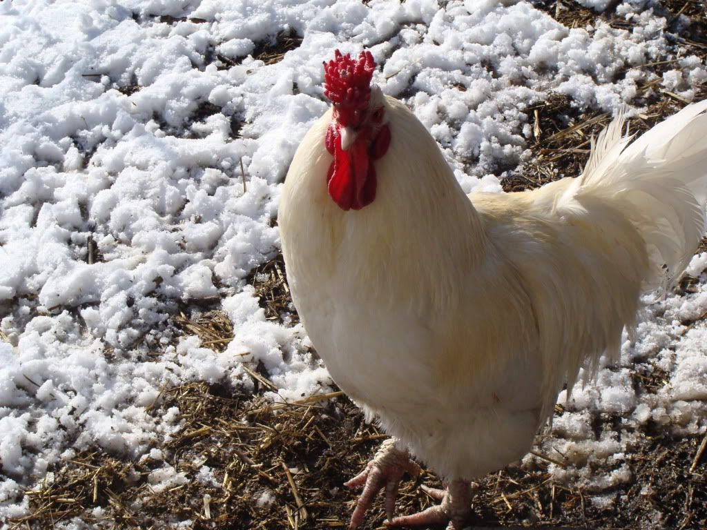 ChickPicks293.jpg