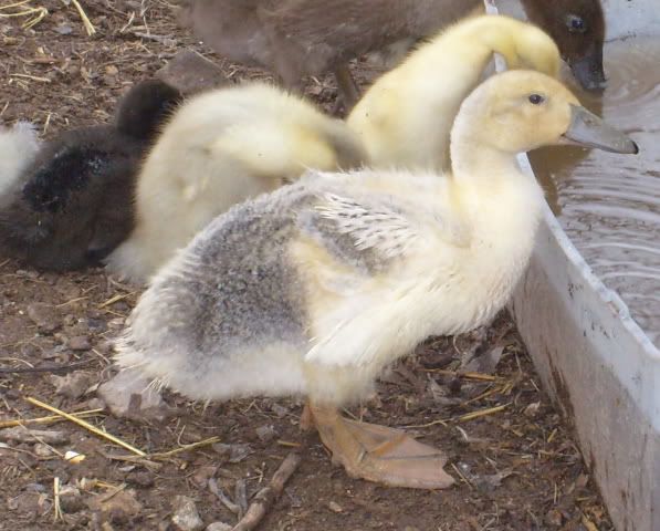duckquestions013.jpg