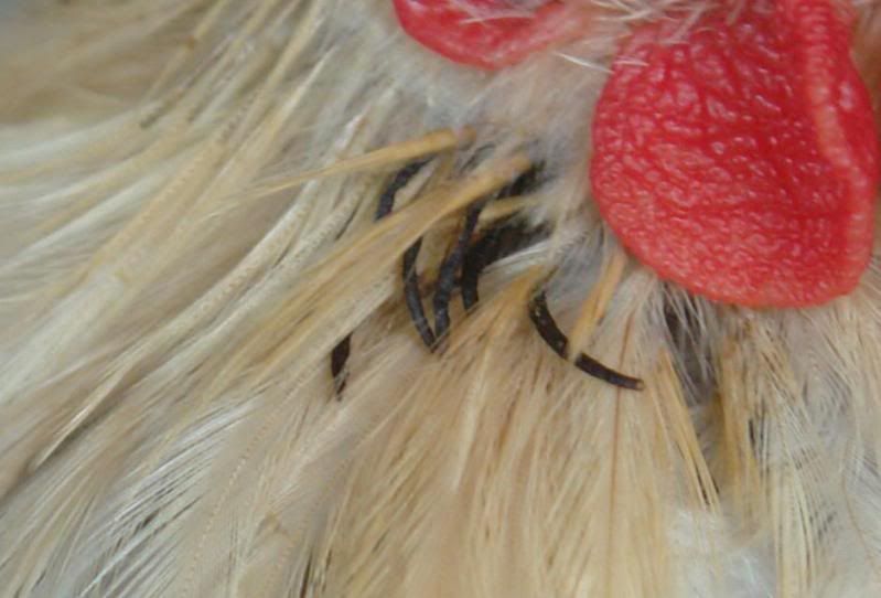 lavfeathers2.jpg
