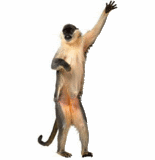 ththdance_monkey-1.gif