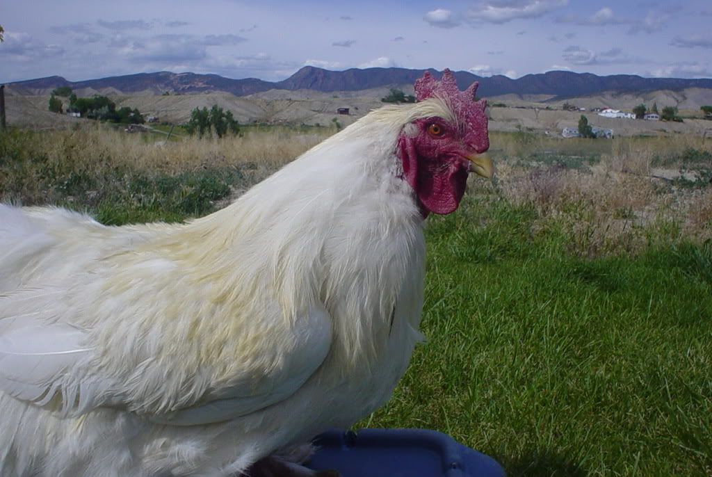 chickenpics020.jpg