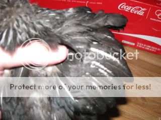 Picture042.jpg
