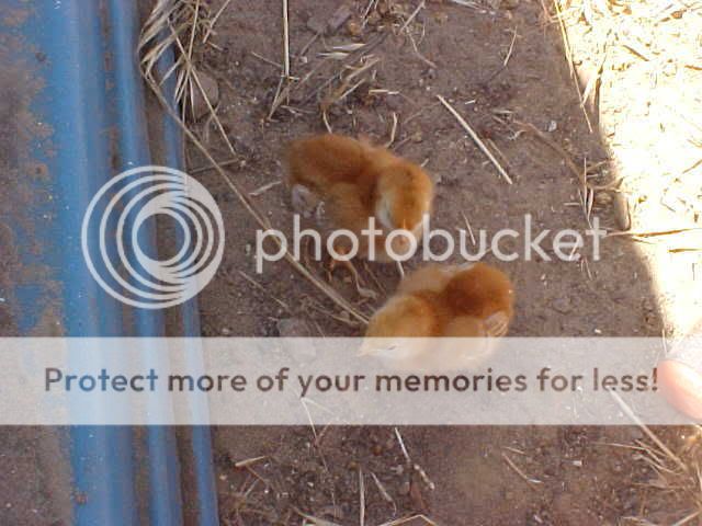 BabyChicksFirstDirtScratching6-1-1.jpg